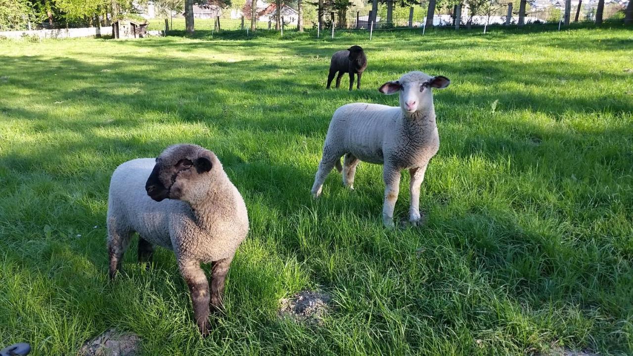 Appartamento Fewo Am Wald Balve Esterno foto